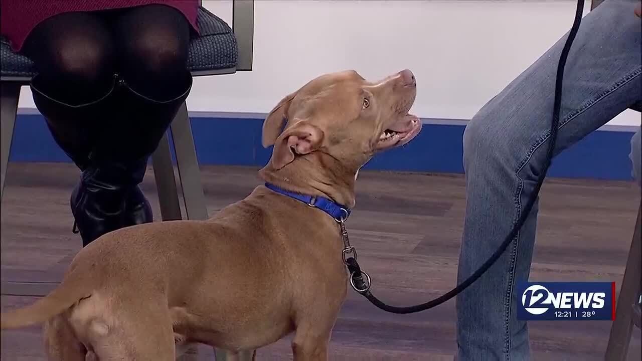 Pet Adoption Wednesday