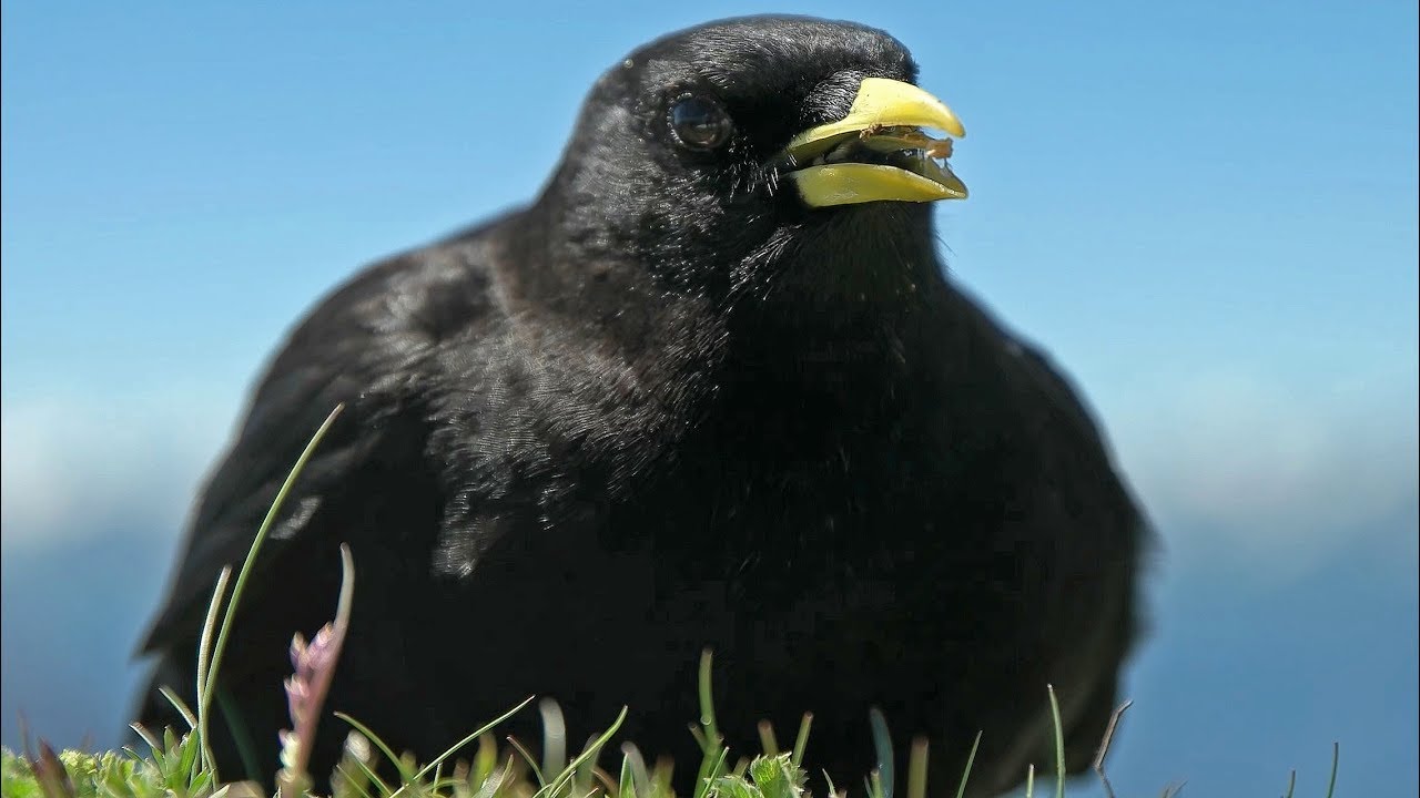 Alpine Chough --- Kavče žlutozobé