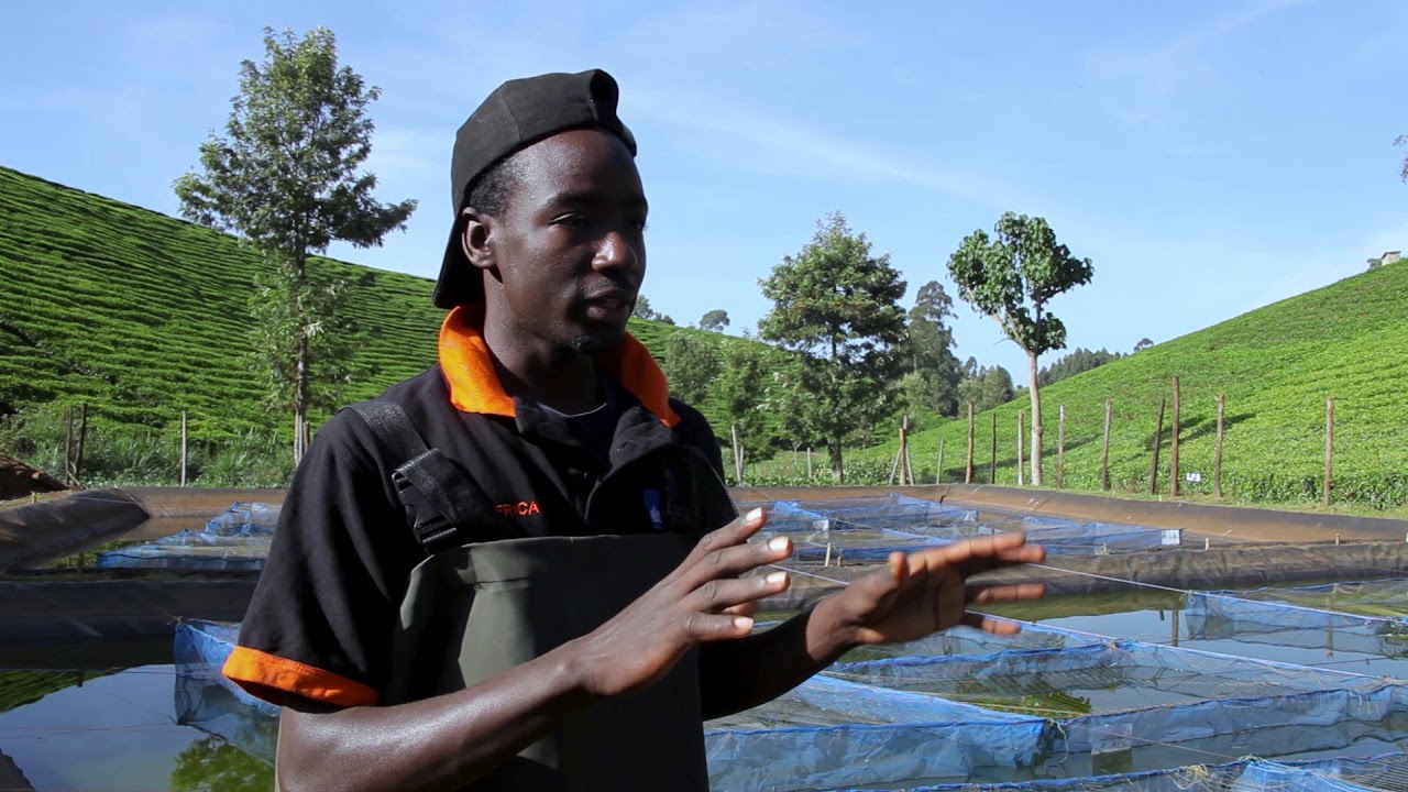 Tilapia farming: routine activities