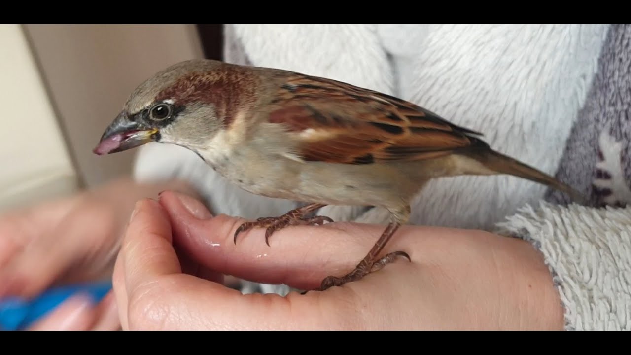 Robin el gorrión....Cómo criamos a Robin, día 30 de Diciembre, come arándano y con su pelo de cabra