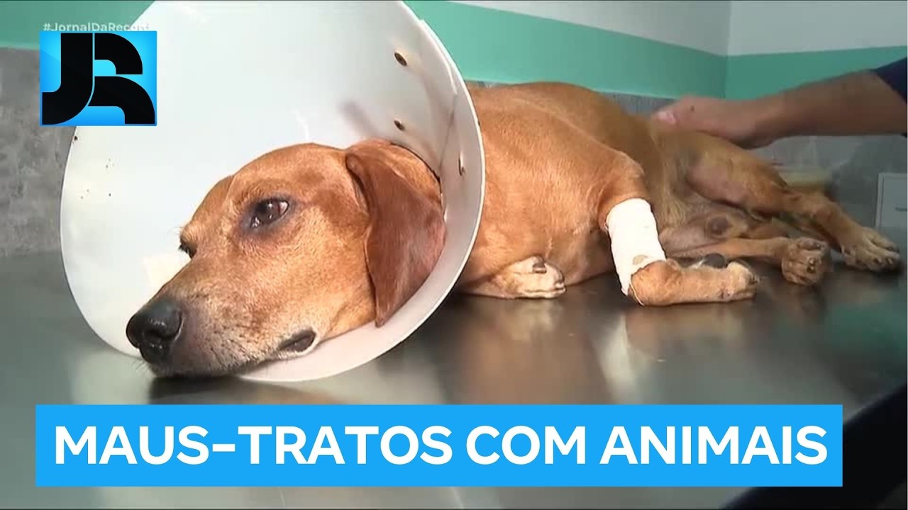 Polícia identifica mulher suspeita de jogar líquido quente em cachorro comunitário, em Goiânia (GO)