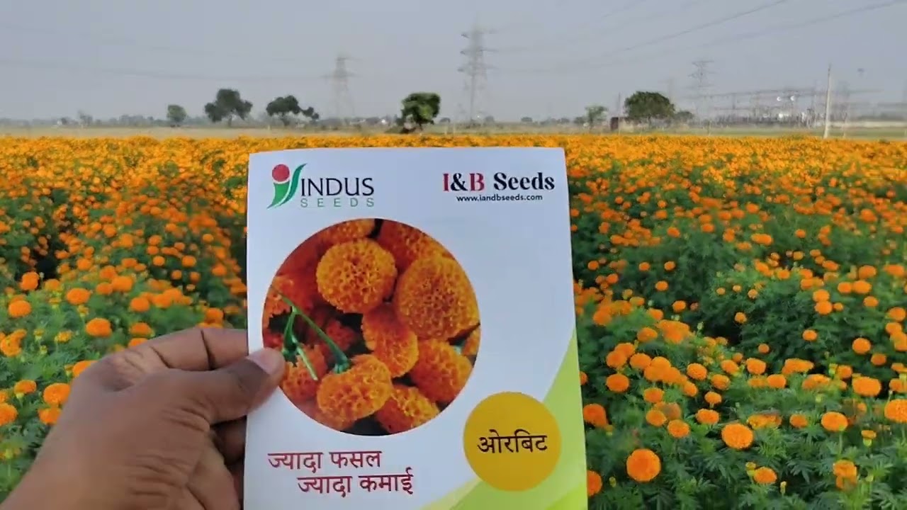 Indus marigold -Orbit