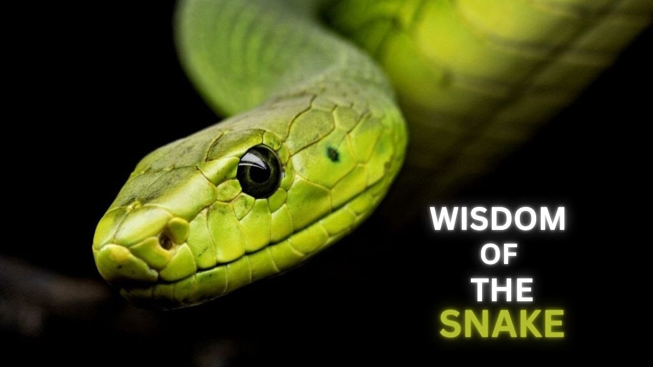 Wisdom Of the Snake - Best Motivational Video