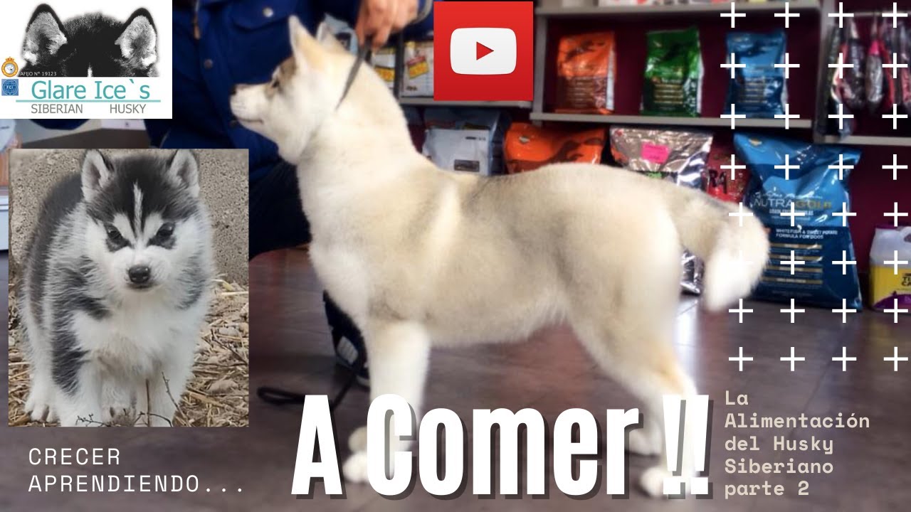 La ALIMENTACIÓN del HUSKY SIBERIANO#002 // etapa de CACHORRO 🐶 🐾🍽