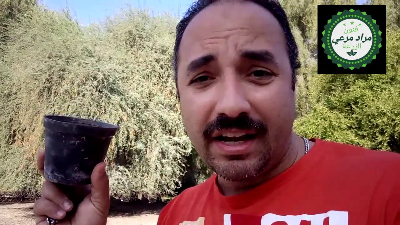 شجرة مباركة لها أستعمالات استراتيجية رهيبة وثروة لمن يريد النجاح
