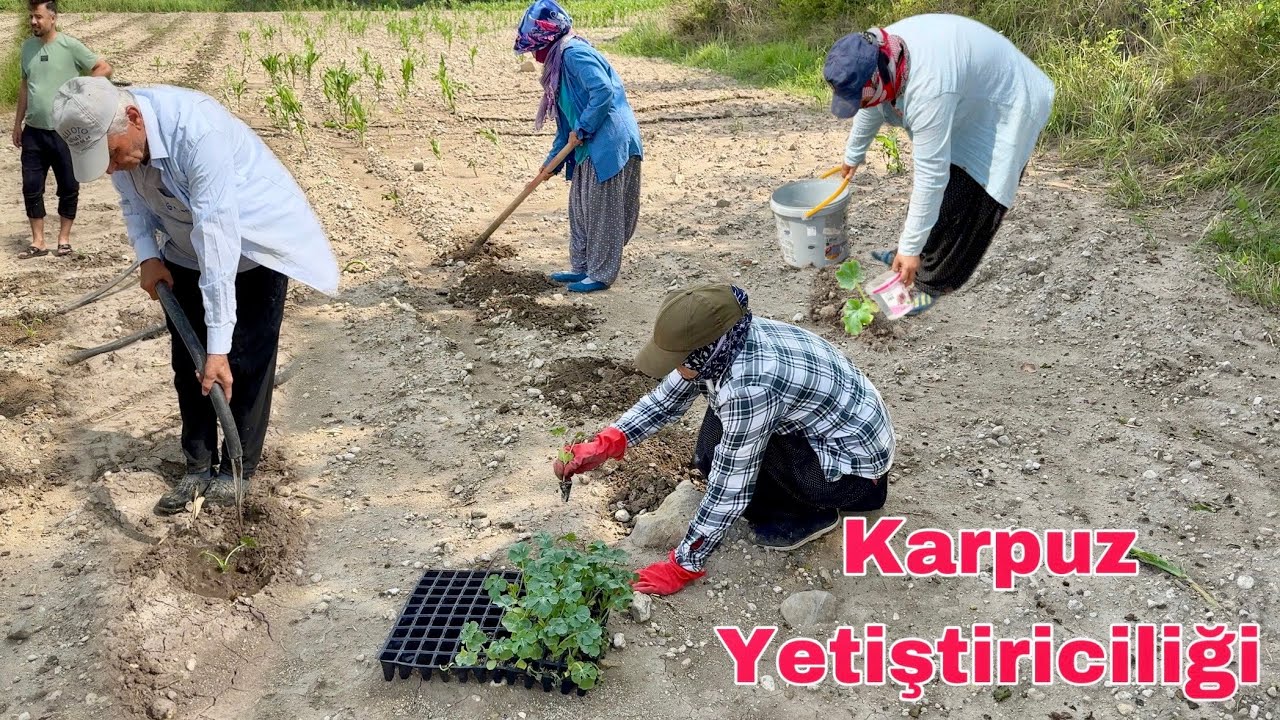 Karpuz Nasıl Ekilir / Karpuz Nasıl Dikilir / Karpuz Yetiştiriciliği