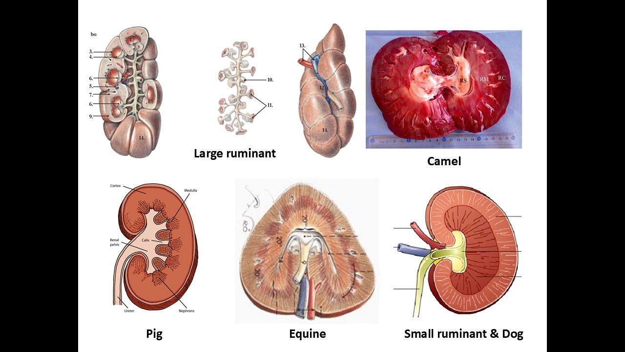 Urinary system 1 (Kidney) by Dr. Khaled Shoghy