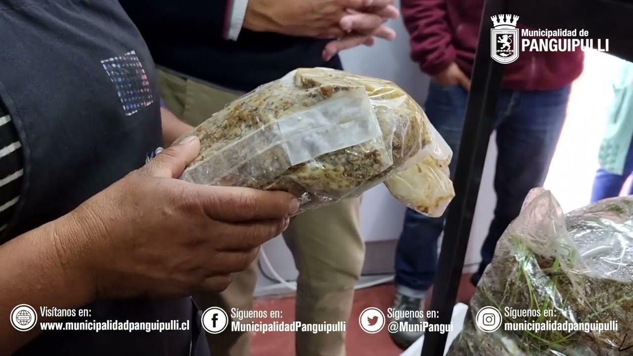 Emprendimiento Hongos Ostra en la comunidad Caricuicui, Panguipulli
