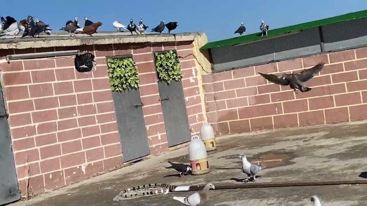 اجمل كش اليوم مع الكشامره وموضوع مهم ‼️ 