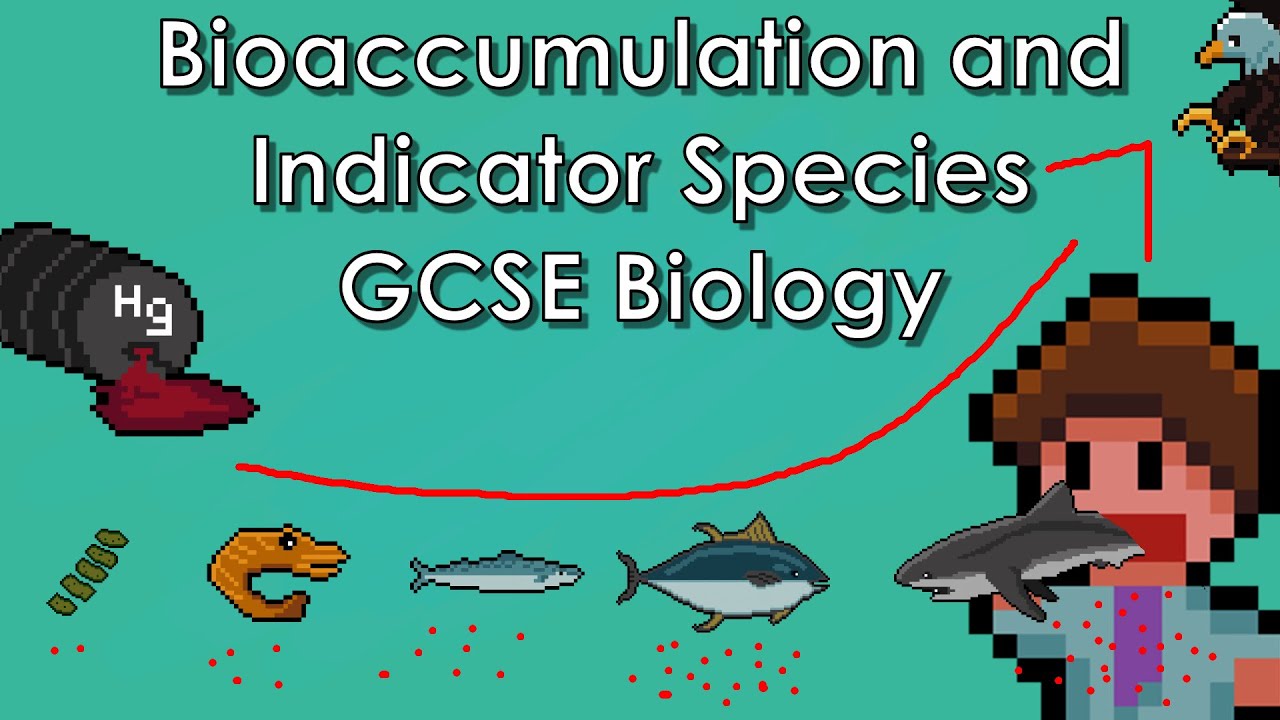 Bioaccumulation and Indicator Species - WJEC Biology - (GCSE REVISION)