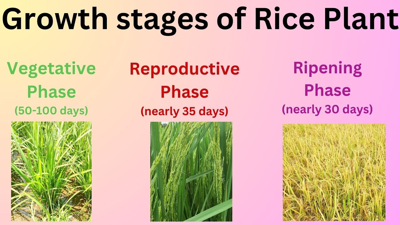 How Rice is made I Different growth stages of Rice I Rice farming