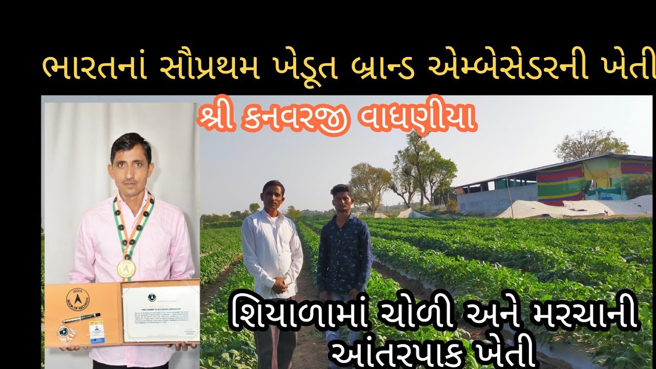 શિયાળામાં (ઓફસિઝનમાં)ચોળી અને મરચાની આંતરપાક ખેતી 🤔! ગ્રોકવર દ્વારા ખેતી