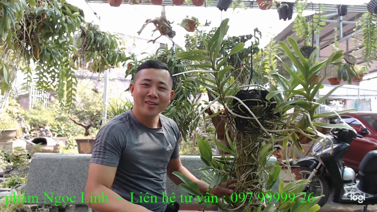 Phương pháp trồng & chăm sóc Phong Lan Hoàng Nhạn Tháng Tám | Kiên Phong Lan
