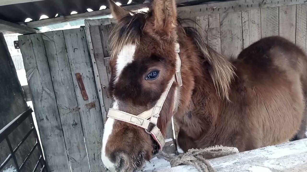 Лечим жеребенка, начало окота у овец.