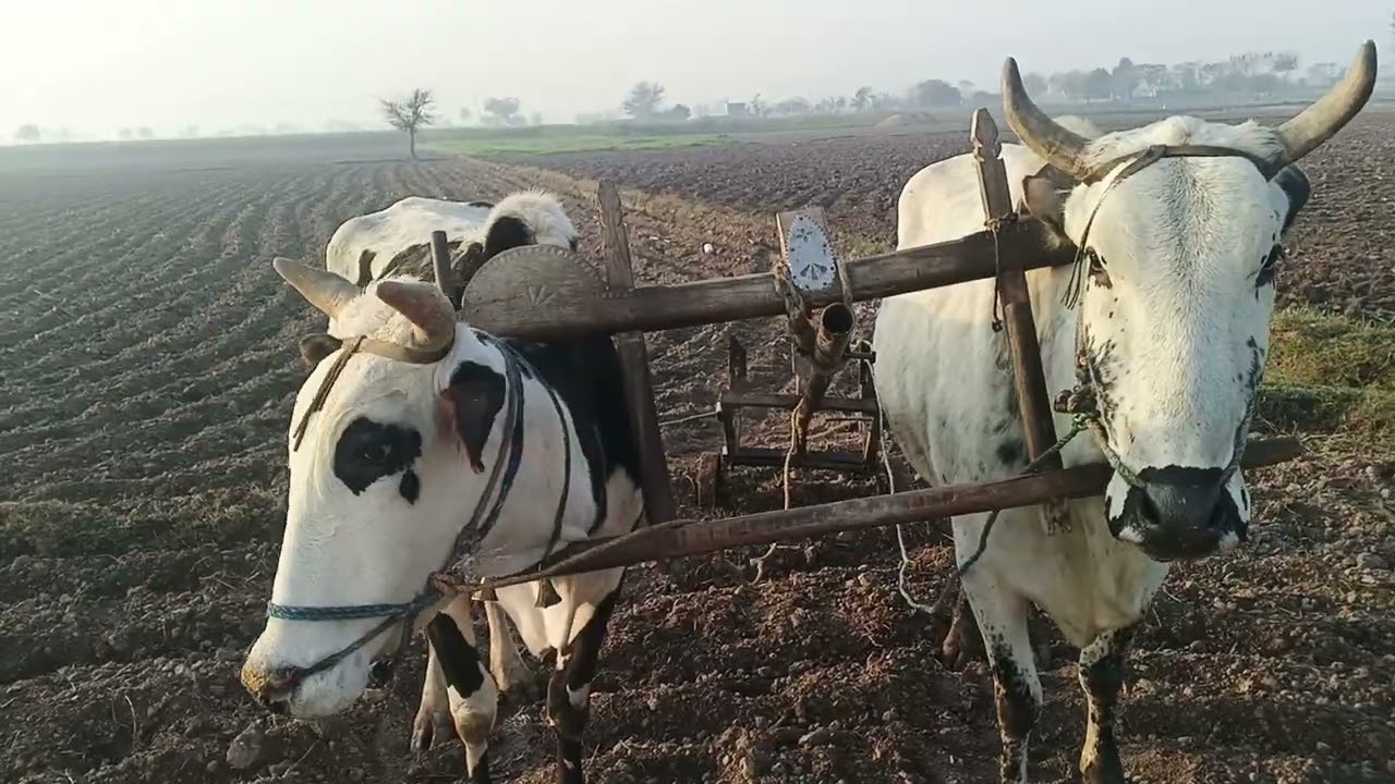میرے ڈھگے تے میرا اڈریس