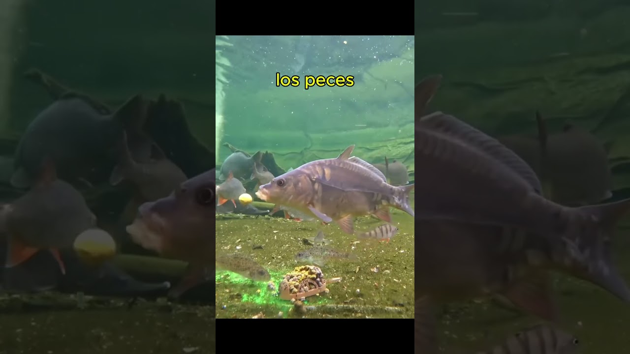 compa, aqu&iacute; no hay peces cambiemos de lugar