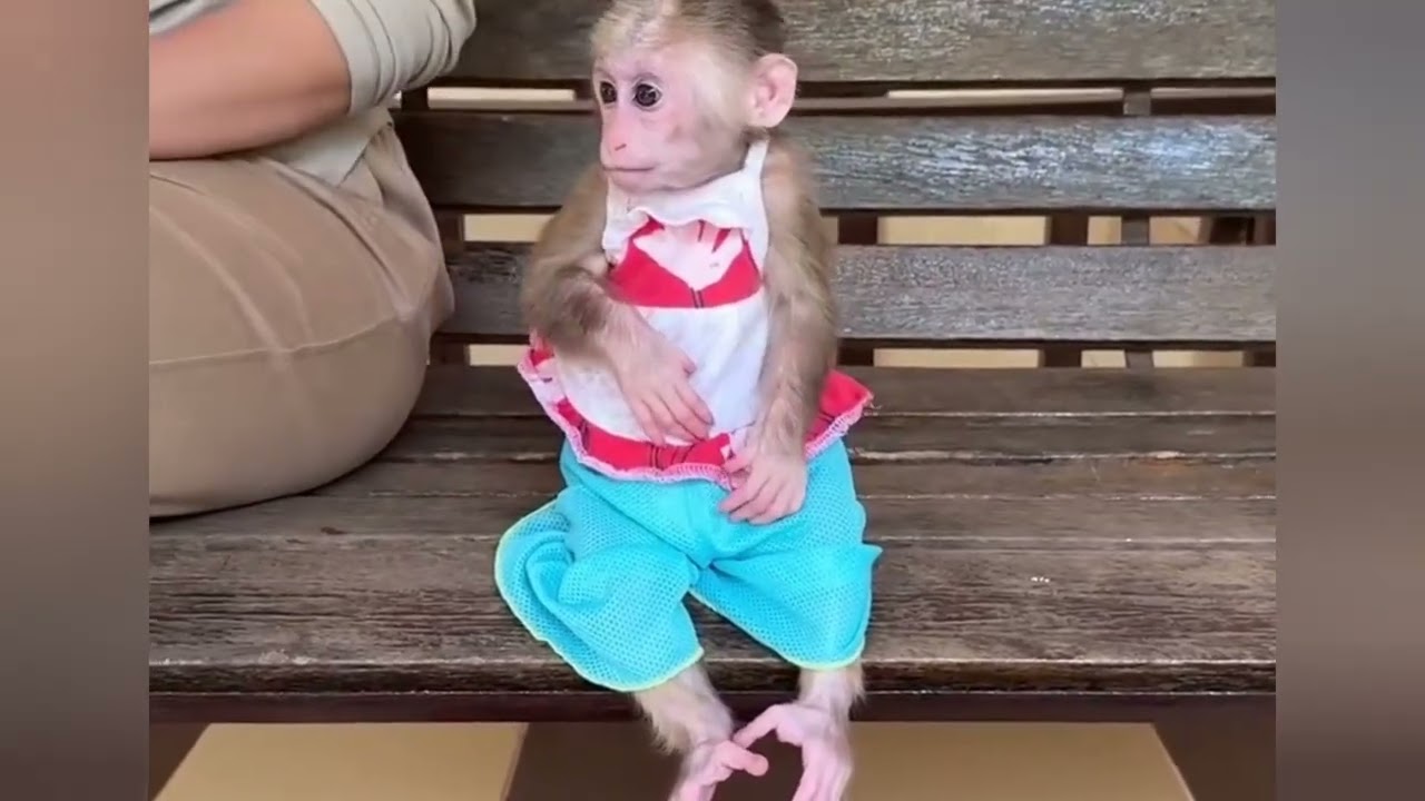 Funny Monkey Videos Ep128#lovely #cute #adorable #newborn #animals  #obedient #monkey#cat #duet