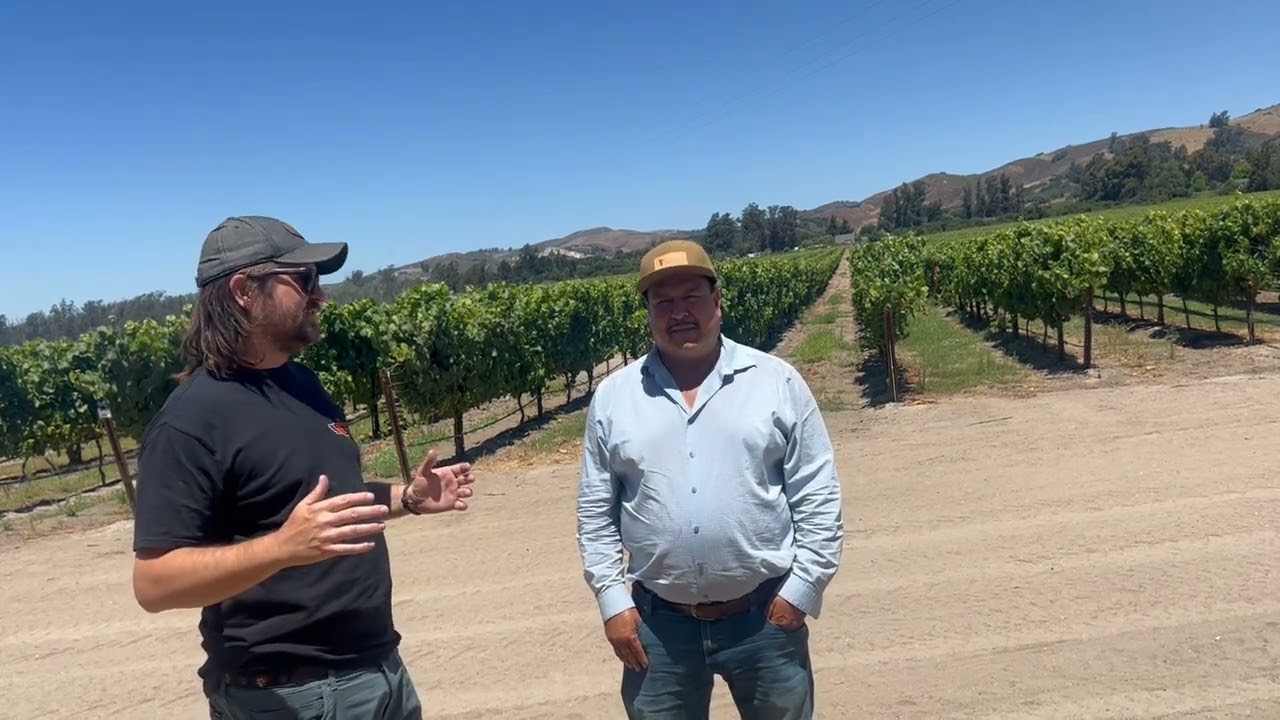 2024 Growing Season  Sta  Rita Hills AVA
