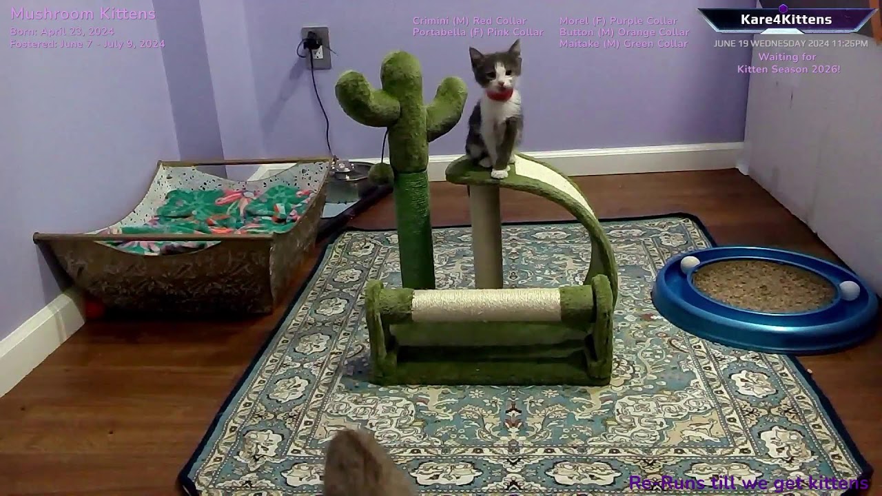 Just Kitten Around ReRuns- Relax while watching foster kittens sleep, play and grow up!
