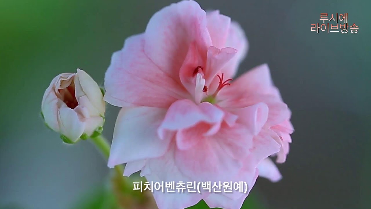 봄날씨 같은날 여우님이 보내준 다육이 분갈이......(AI 작곡/루시에 작사) #flowers #제라늄키우기 #가드닝 #베란다정원