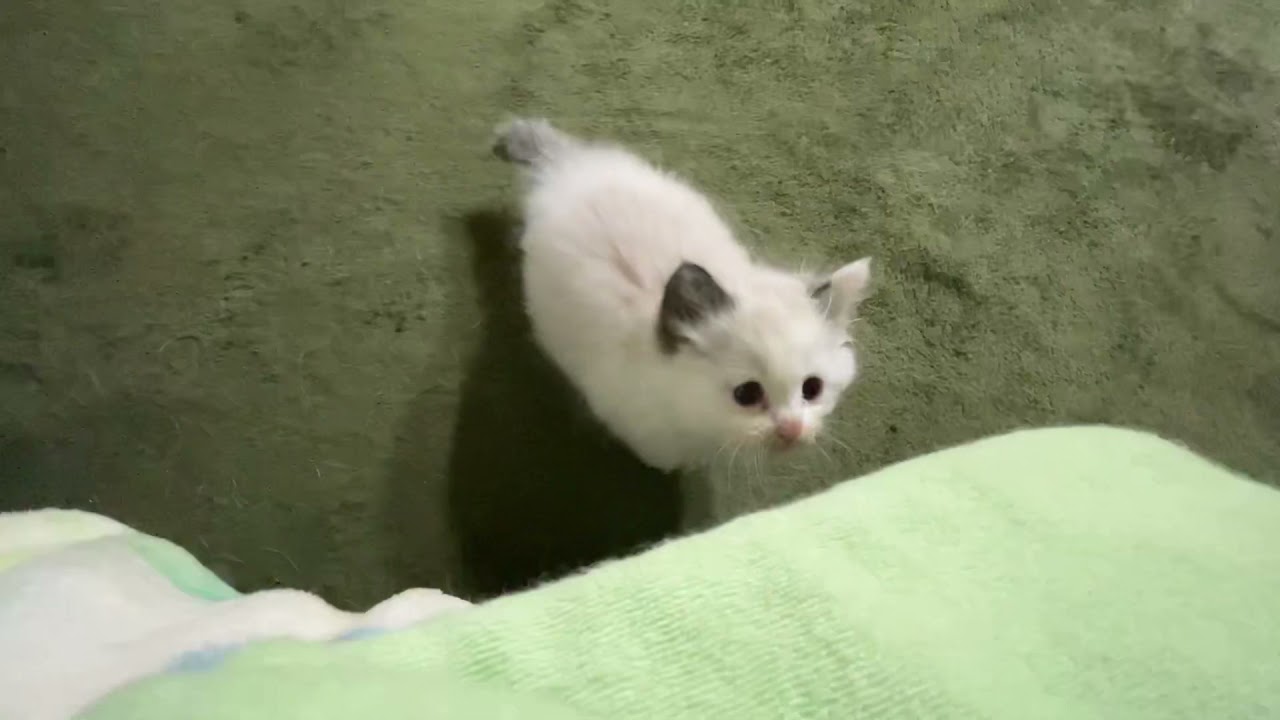 泥棒ひげみたくお顔が茶色い保護子猫時代のスノー