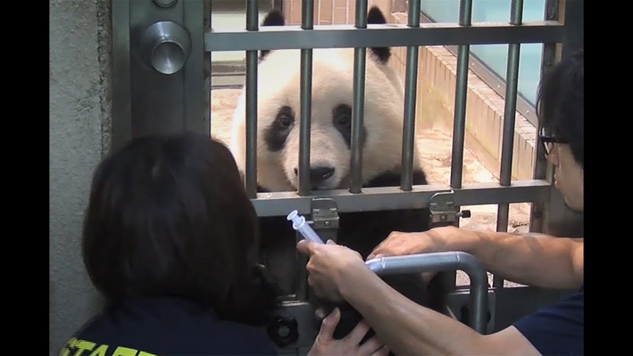 シャンシャン、これで注射も大丈夫？