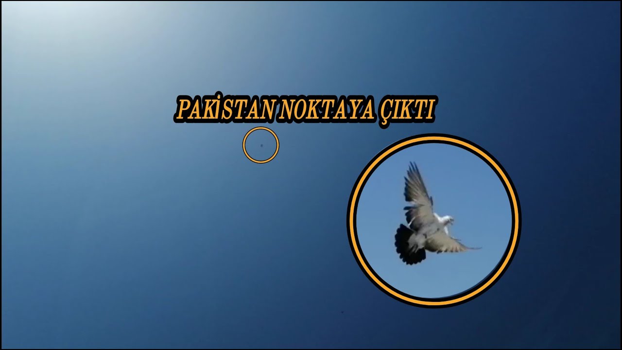 PAKİSTAN GÜVERCİNİMİZ NOKTAYA ÇIKTI(İLKKEZ UÇTU) #pigeon #güvercin