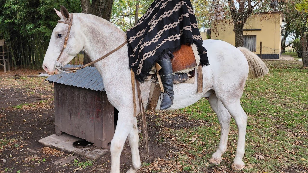 VENDIDO__overo, elegante ideal desfile o tareas rurales muy buen caballo para el campo $480.000