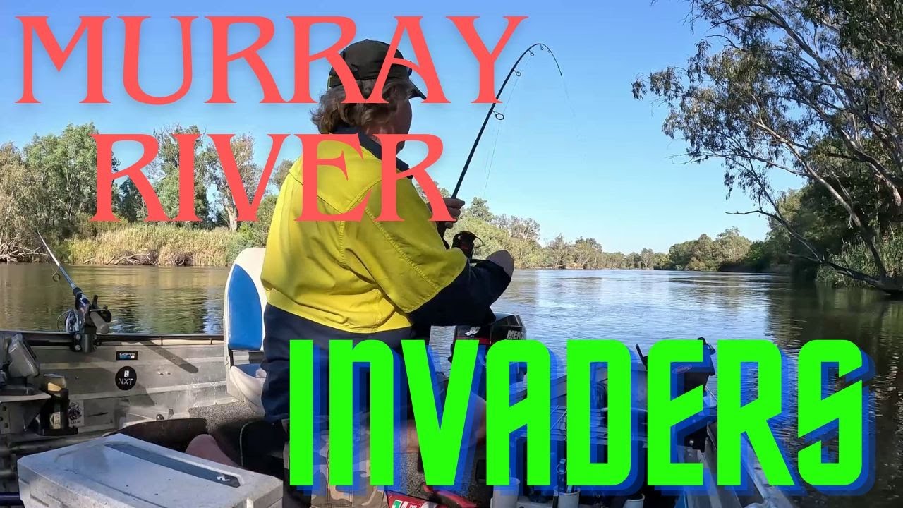 Murray river invaders
