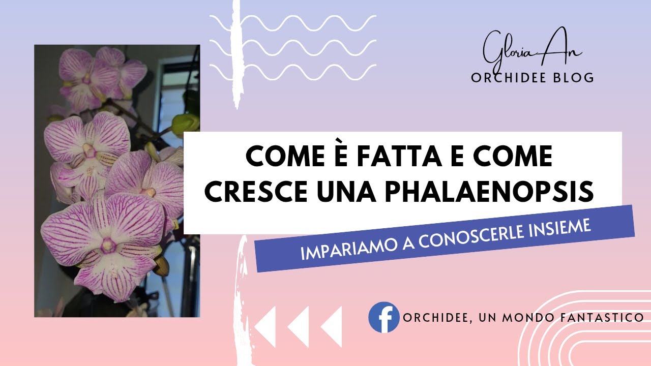 Come è fatta e come cresce un'orchidea phalaenopsis.