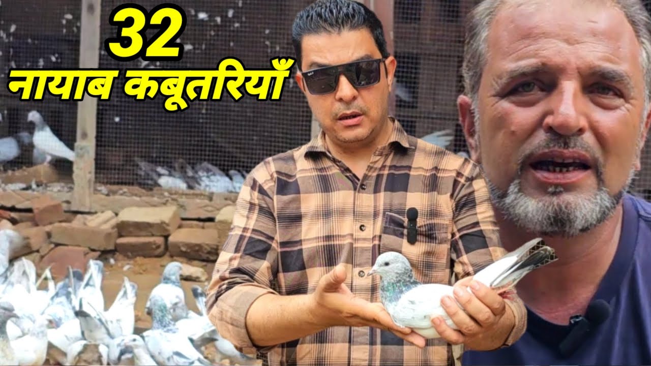 32 नायाब कबूतरियाँ ! 32 Special Female Pigeons with Ustad Kamran ! Jaipur Tonk Pigeons