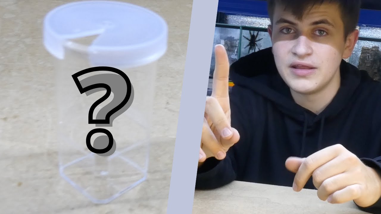 Te kilka rzeczy ułatwi Ci hodowlę ptasznika! |ARACHNOHOBBIA|