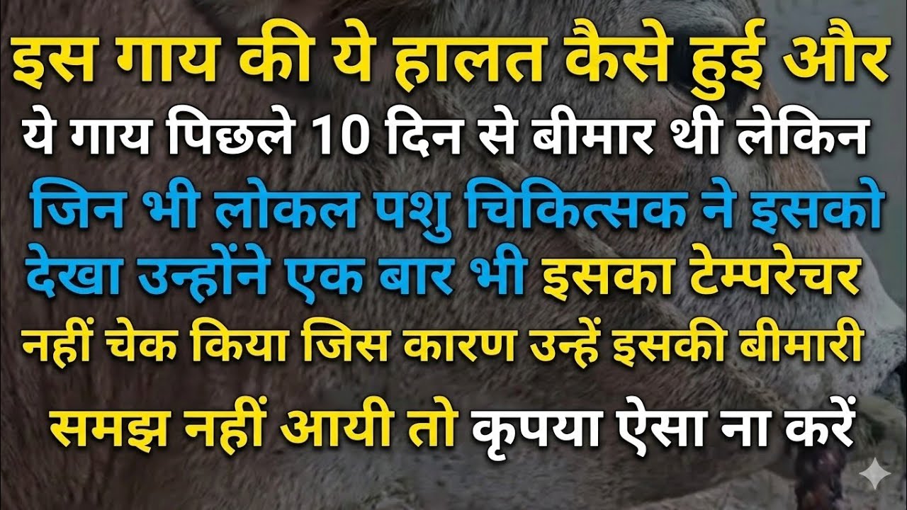 पशु इलाज में बड़ी लापरवाही! टेम्परेचर चेक करना क्यों है जरूरी? Don't Repeat This