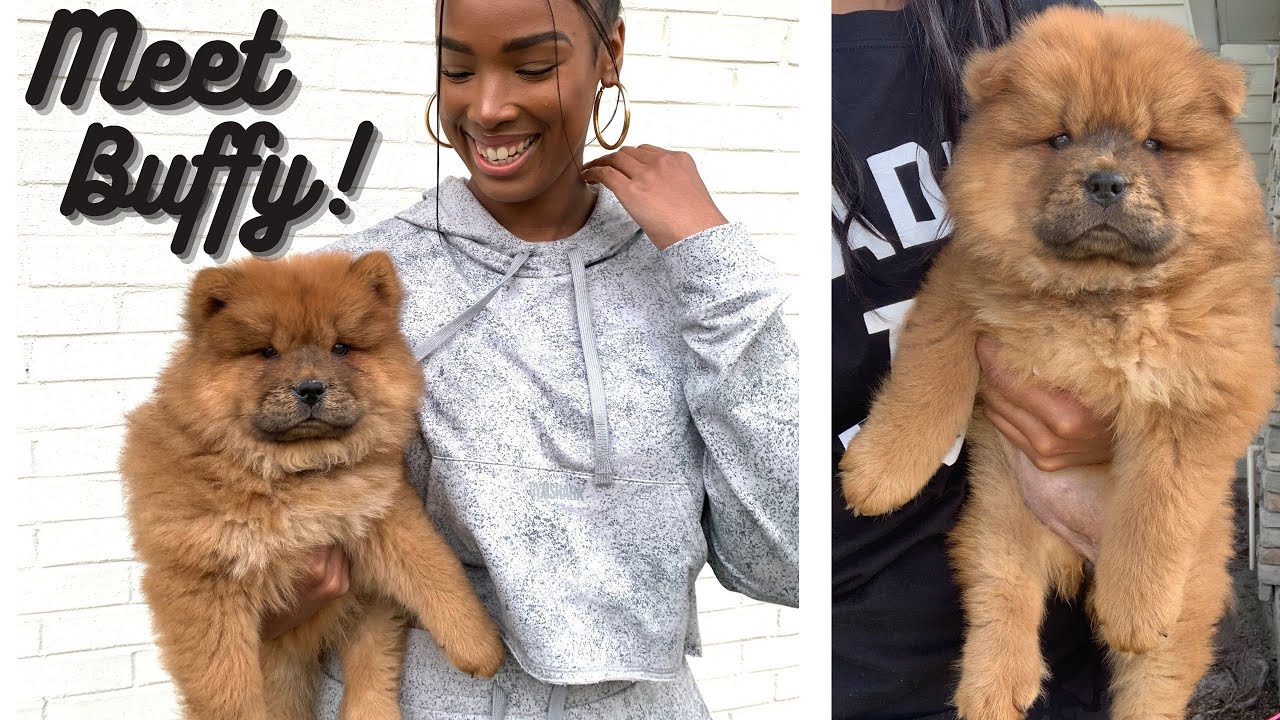 MEET MY NEW CHOW CHOW! PUPPY VLOG!