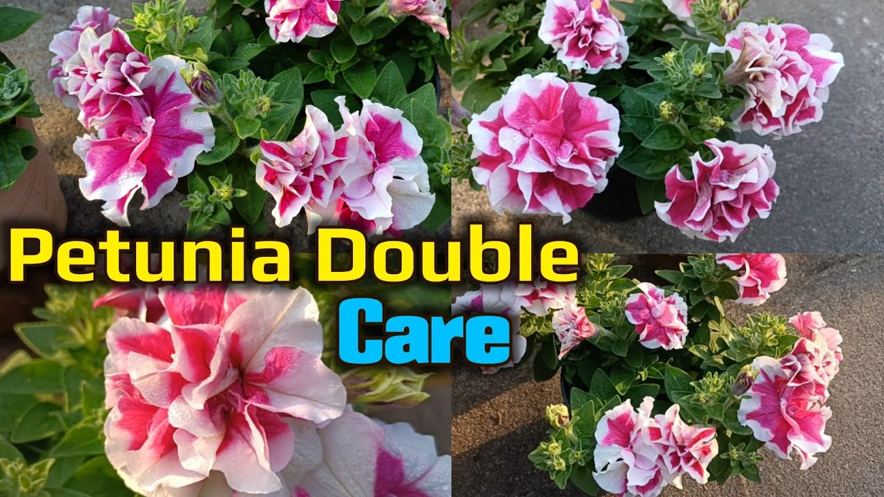 Petunia Double flower plant and its care, Fertilizer & Potting mix