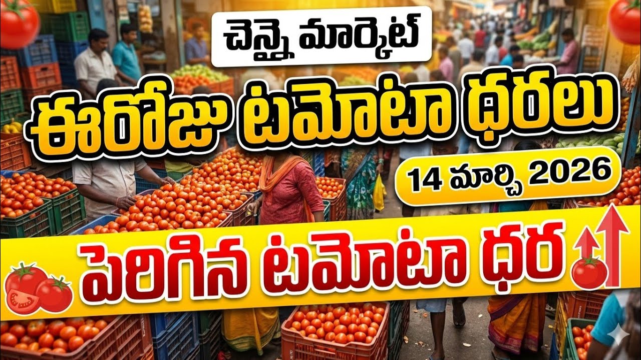 చెన్నైమార్కెట్ 🍅ఈరోజు 🍅టమోటా🍅 ధరలు /14/03/26/Today Tomato Market Chennai price in rate #tomato