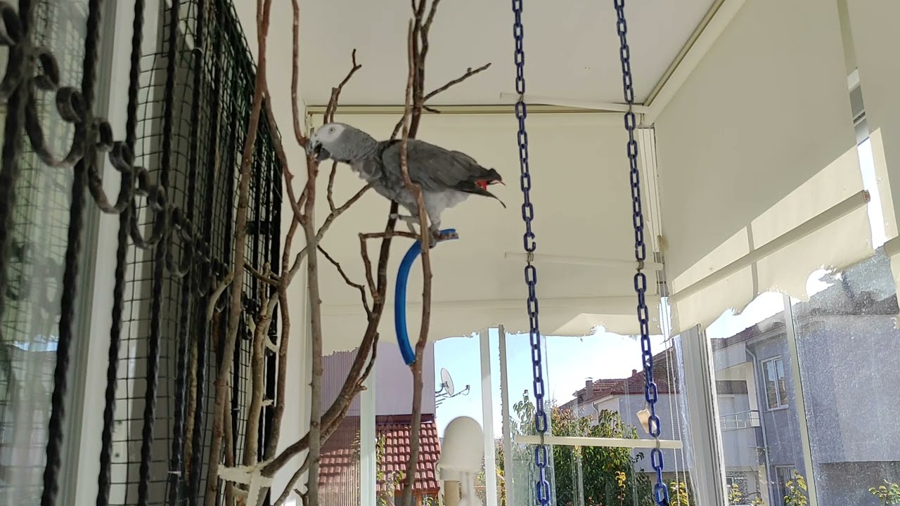 KONUŞAN PAPAĞAN ÇAKIL ANNESİNİ SABAH UYUTMAZ