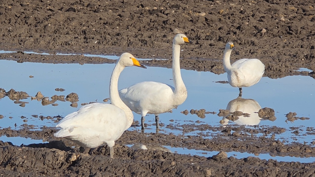 ZEISS Spotting Scope and Samsung Smart Phone  Digiscoping  March 2026  Film 4k