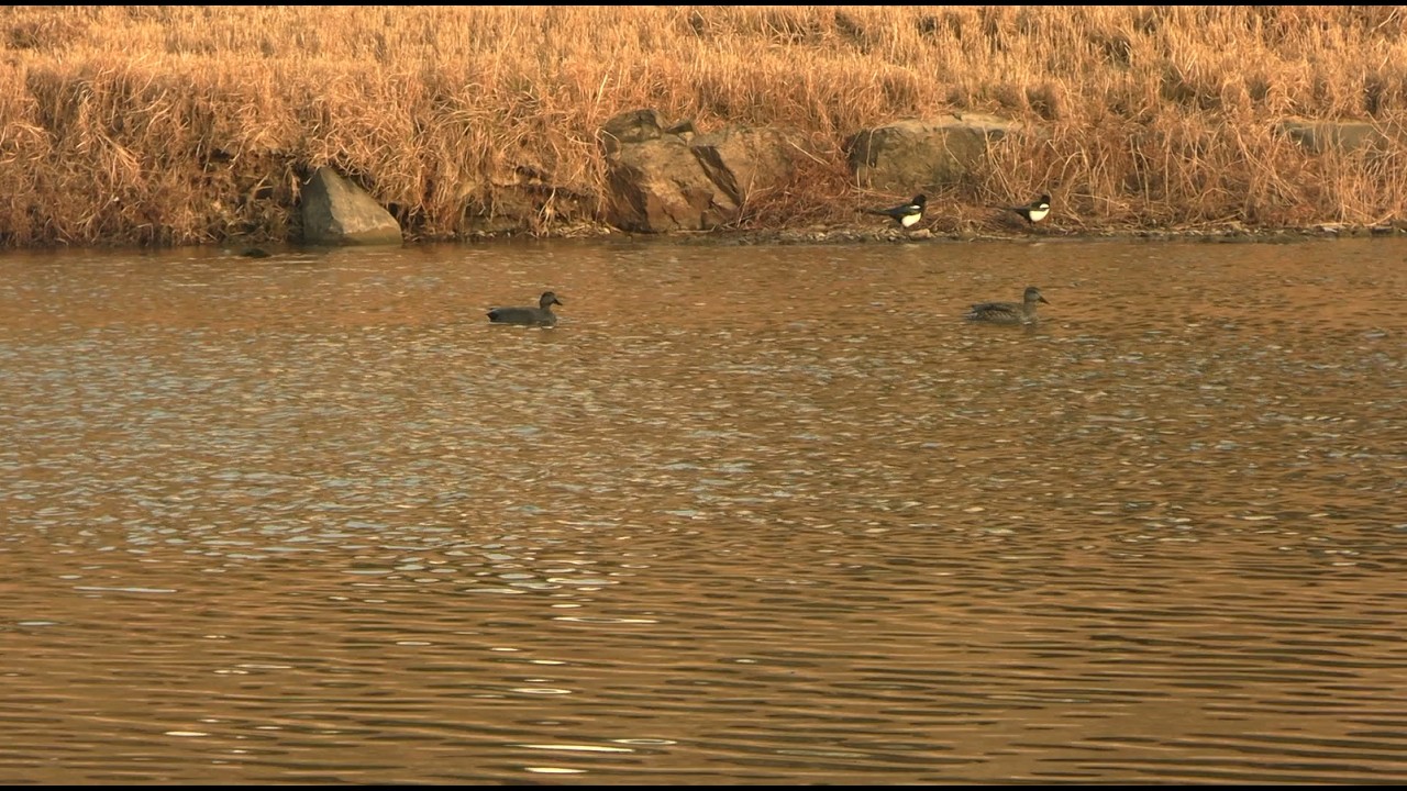 Wild ducks are drifting down the river at sunset, foraging for food, Relax View, Healing View