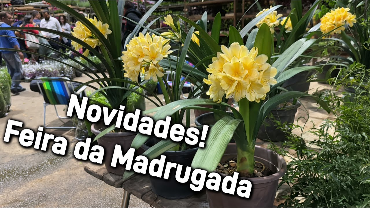 Tuor pela Feira das Plantas com Promoções