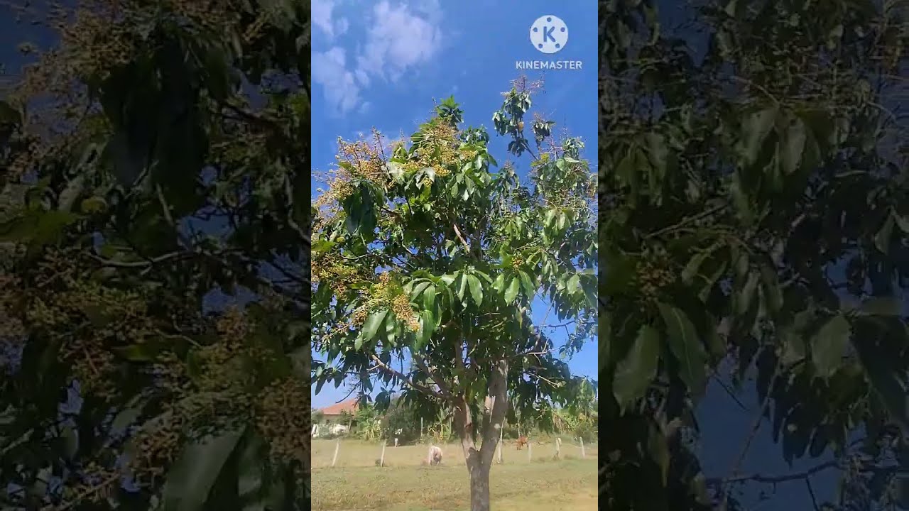 ปลูกทุกอย่างที่กิน กินทุกอย่างที่ปลูก🥭🥭 #เกษตรบ้านนอก EP.734