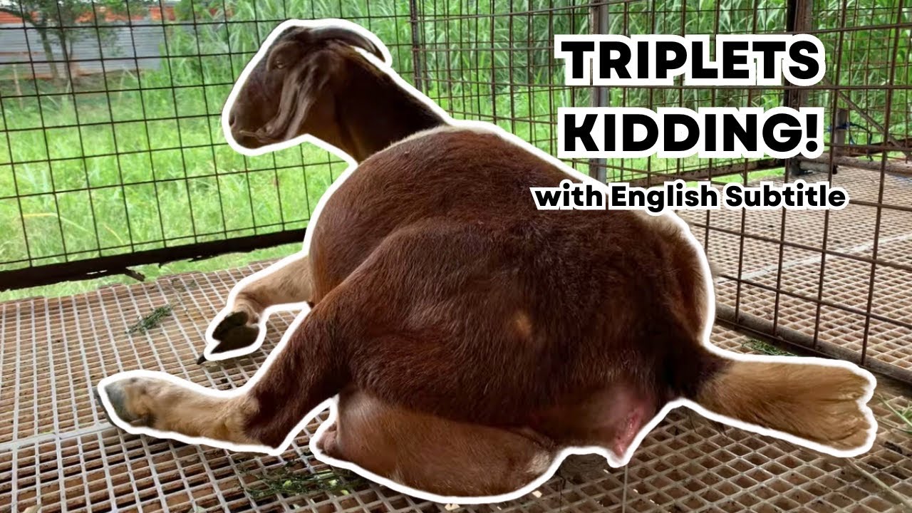 Signs Na Manganganak Na Ang Kambing (Triplets Kidding!)