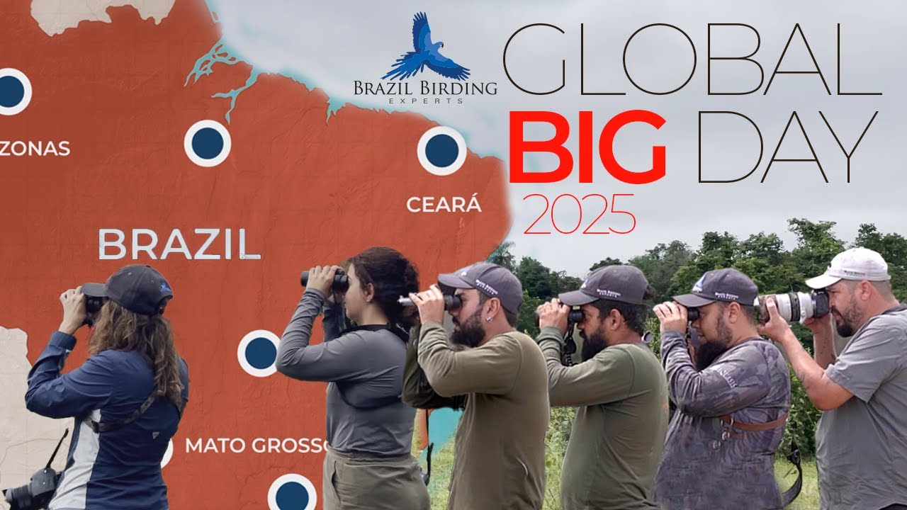 BBE’s Global Big Day – Birding Across Brazil