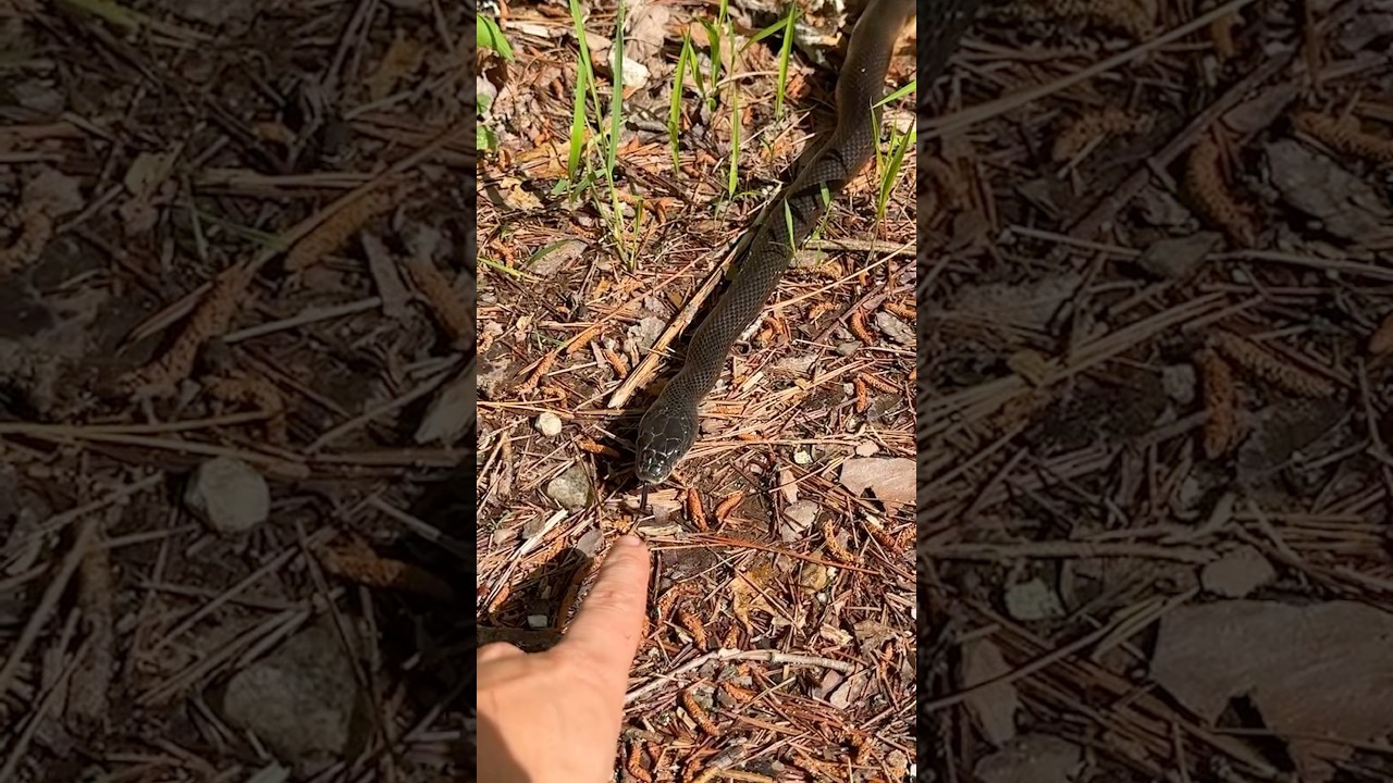 Helping a Big Friendly Black Ratsnake Cross the Road!