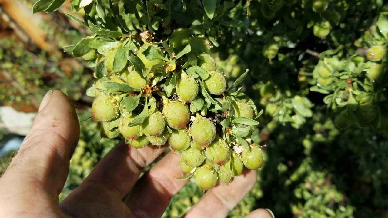 40 year old Desert peach Bush