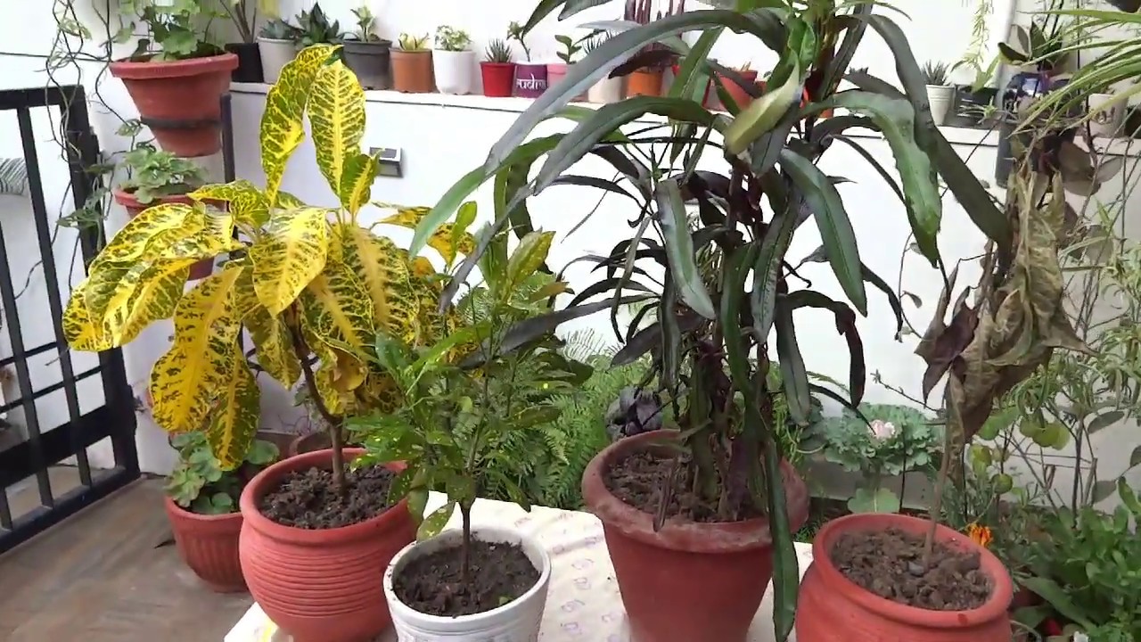 Crotons dying ? DO NOT PANIC