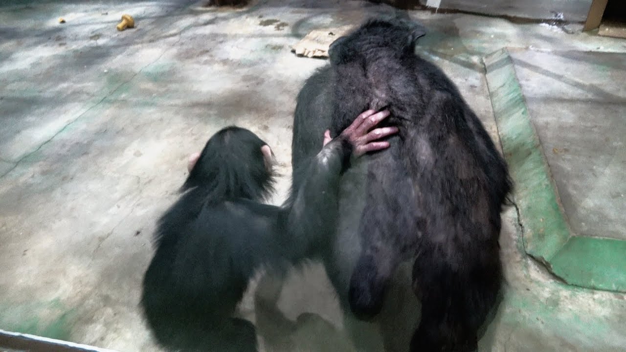 EREN's mornings are crazy busy!!ドタバタ笑蓮ちゃんの朝 チンパンジー 旭山動物園