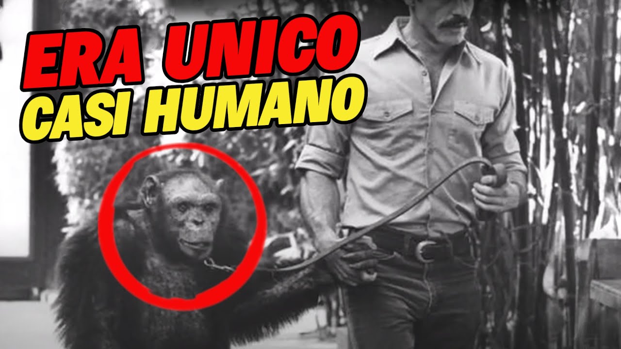 La increíble historia de Oliver" El Simio Casi Humano