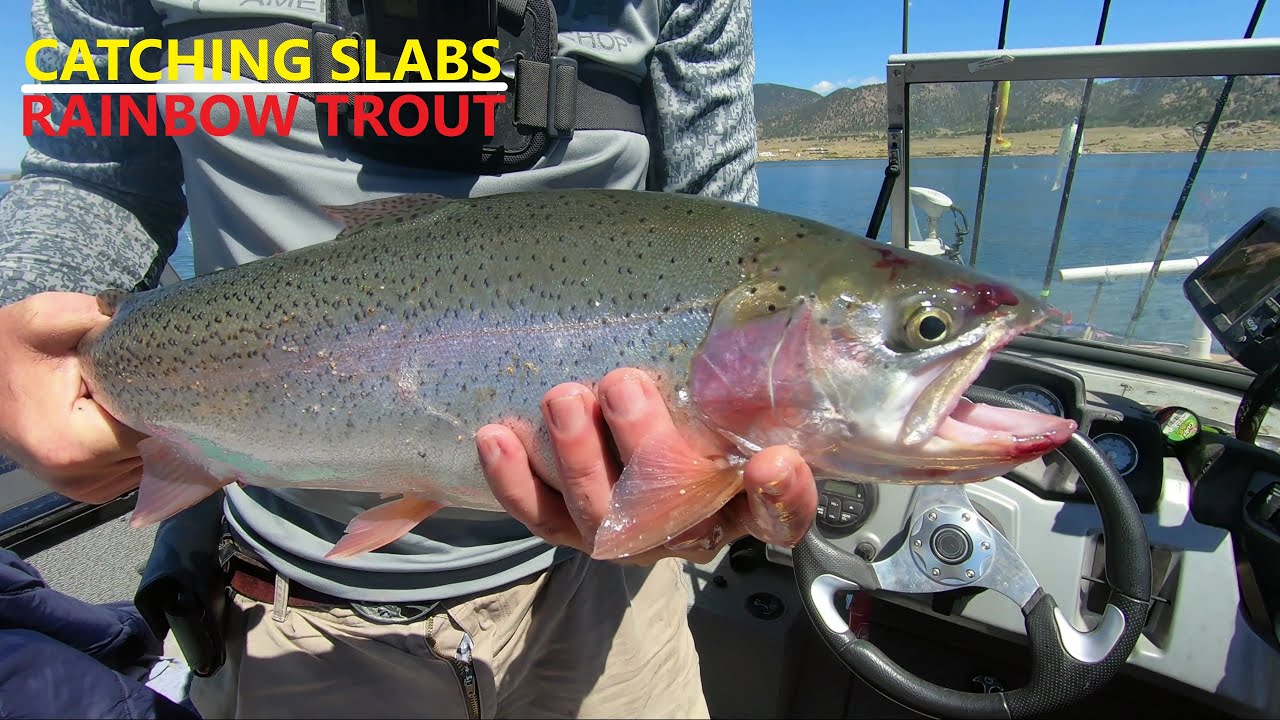 Locating and Catching Big Rainbow Trout All Day - 11 Mile Reservoir