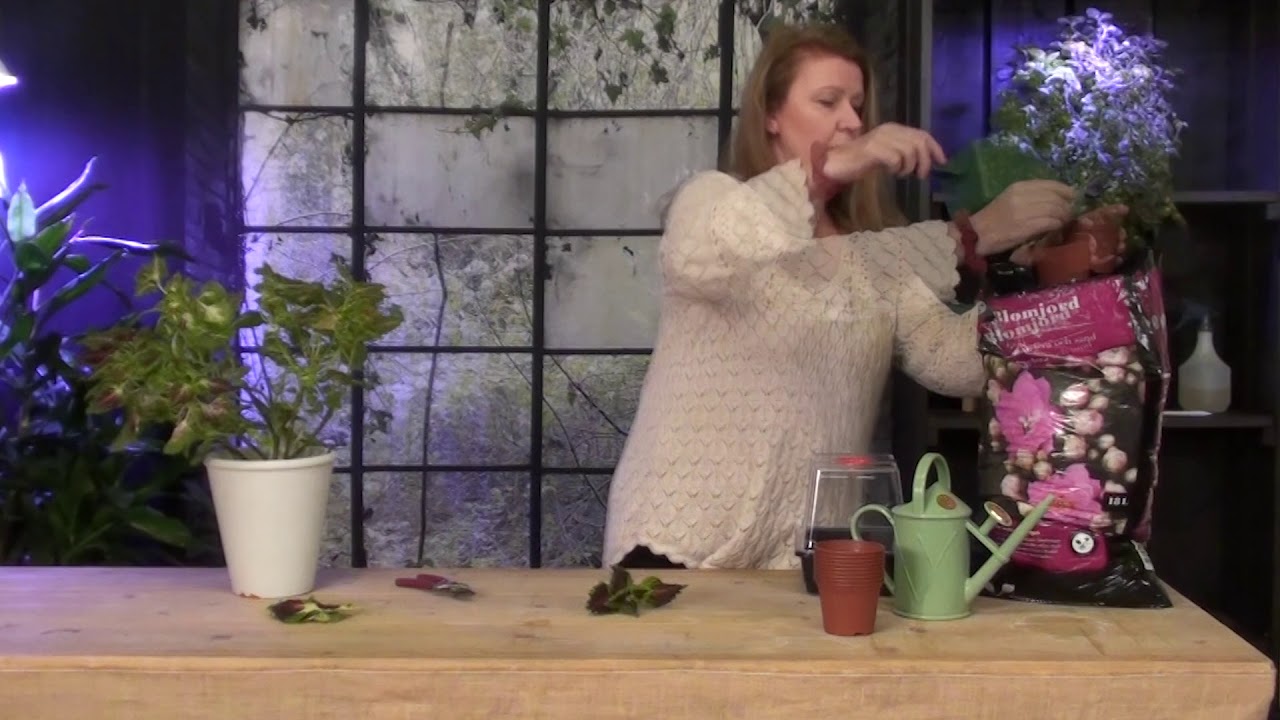 Så tar du stickling av palettblad